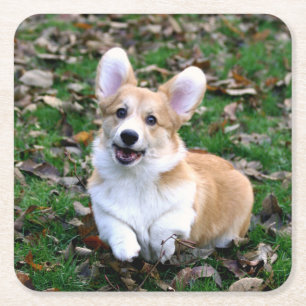 Porta-copo De Papel Quadrado Cachorro Corgi Corgês Cortado Pulando