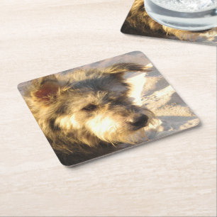 Porta-copo De Papel Quadrado Cachorro da Praia Tailandesa