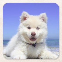 Cachorro de Lapphund, Branco, Finlandês