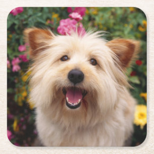 Porta-copo De Papel Quadrado Cachorro Filhote de Cairn Terrier Amor