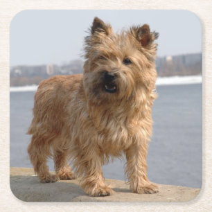 Porta-copo De Papel Quadrado Cachorro Filhote de Cairn Terrier Amor