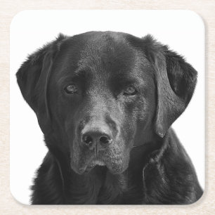 Porta-copo De Papel Quadrado Cachorro Filhote Labrador Retriever Preto