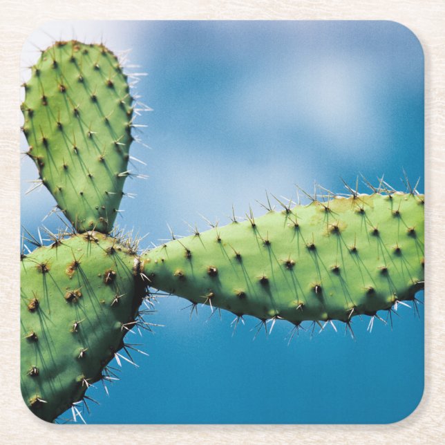 Porta-copo De Papel Quadrado Cacto de Prickley (Frente)