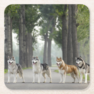 Porta-copo De Papel Quadrado Cães Roucos bonitos em uma pista da natureza