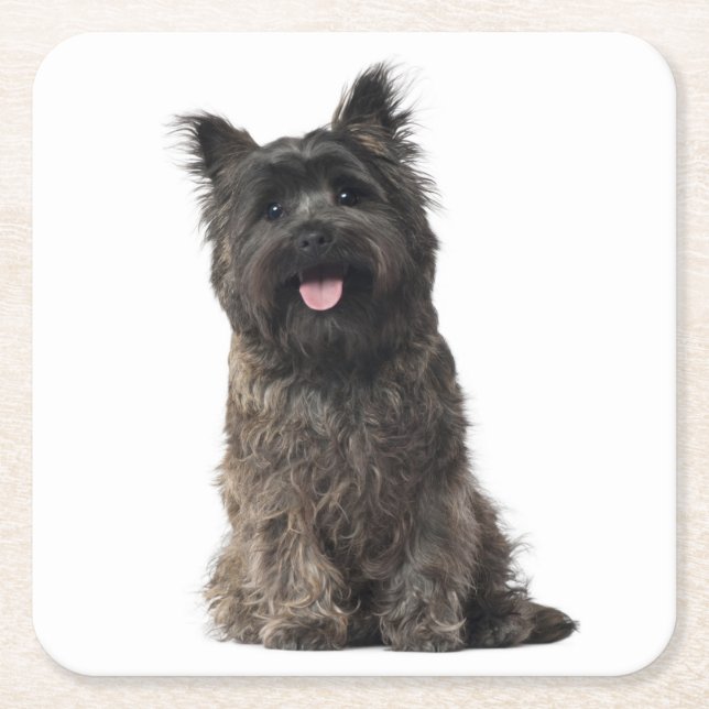 Porta-copo De Papel Quadrado Cairn Terrier Cinza Black Puppy Dog Love (Frente)