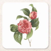 camellia comum (Camellia japonica) por Redouté