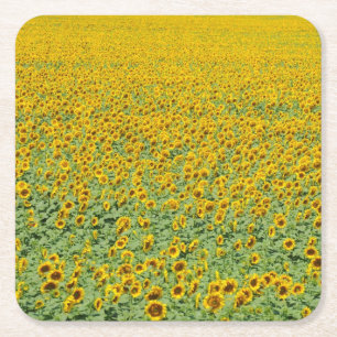 Porta-copo De Papel Quadrado Campo amarelo do girassol