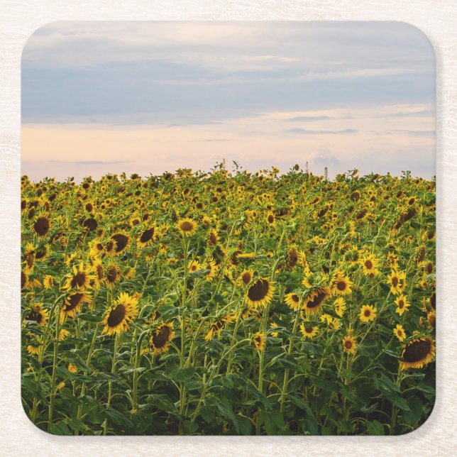 Porta-copo De Papel Quadrado Campo de girassol à noite (Frente)