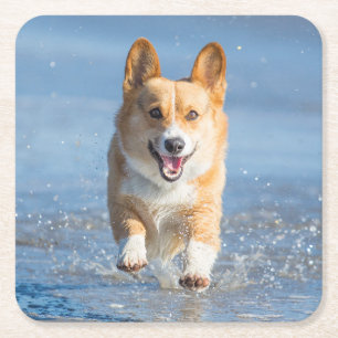 Porta-copo De Papel Quadrado Cão do Corgi de Galês do Pembroke que funciona n