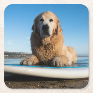 Porta-copo De Papel Quadrado Cão do golden retriever que coloca em um conselho