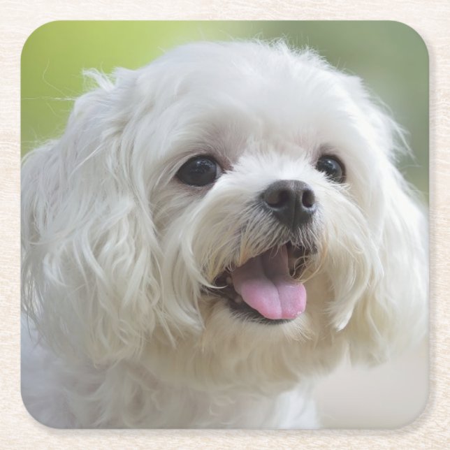Porta-copo De Papel Quadrado Cão maltês branco (Frente)