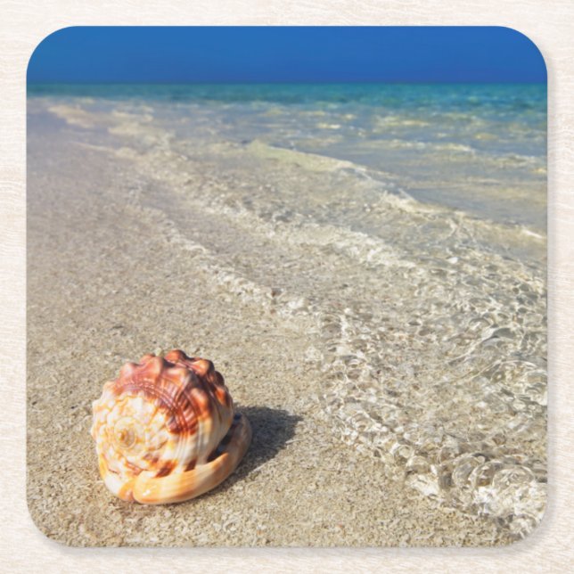 Porta-copo De Papel Quadrado Capacete Shell em Lagoon| tropical Cassis Rufa (Frente)