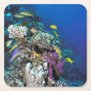 Porta-copo De Papel Quadrado Cardumes de Salmonete em torno de Pequeno Coral