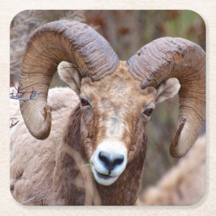 Porta-copo De Papel Quadrado Carneiro Bighorn das Montanhas Rochosas