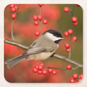 Porta-copo De Papel Quadrado Carolina Chickadee no arbusto Common Winterberry