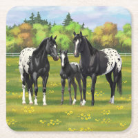 Cavalos de Appaloosa Pretos Na Pastagem De Verão