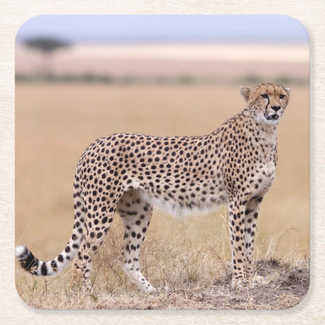 Porta-copo De Papel Quadrado Cheetah (Frente)