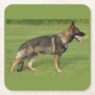 Porta-copo De Papel Quadrado Cheio de german shepherd