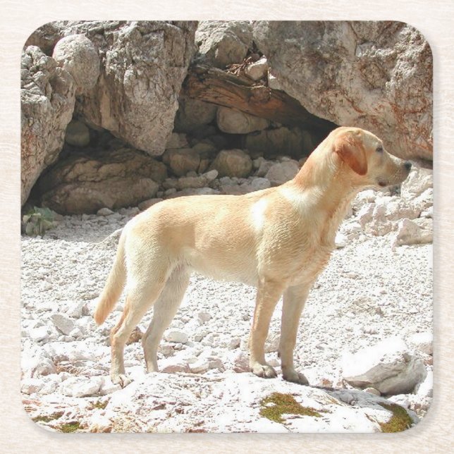 Porta-copo De Papel Quadrado CHEIO de laboratório amarelo LR (Frente)