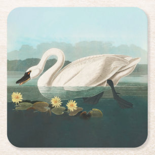 Porta-copo De Papel Quadrado cisnes brancas de pássaro de audubon do cisne