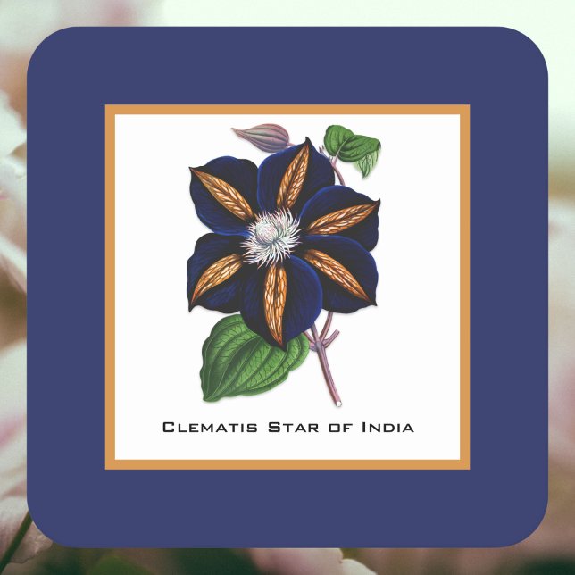 Porta-copo De Papel Quadrado Clematis Star of India Botanical Illustration (Criador carregado)