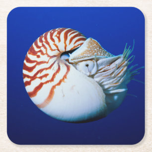 Porta-copo De Papel Quadrado Close-Up De Nautilus-Camarado
