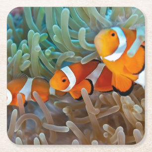 Porta-copo De Papel Quadrado Clownfish
