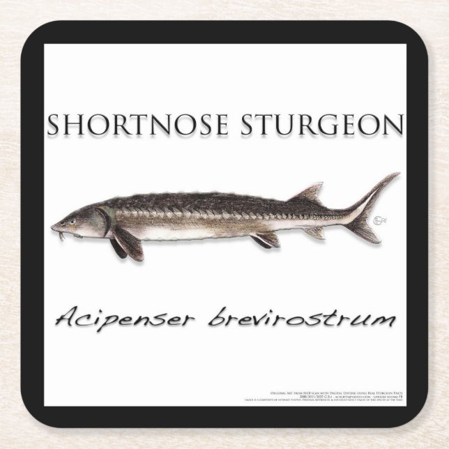 Porta-copo De Papel Quadrado COASTER - STURGEON FISH SHORTNOSE - acigifts@yahoo (Frente)