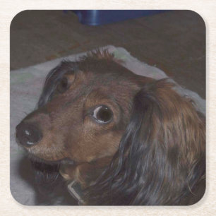 Porta-copo De Papel Quadrado Coasters De Dachshund Drink De Cabelo Longo
