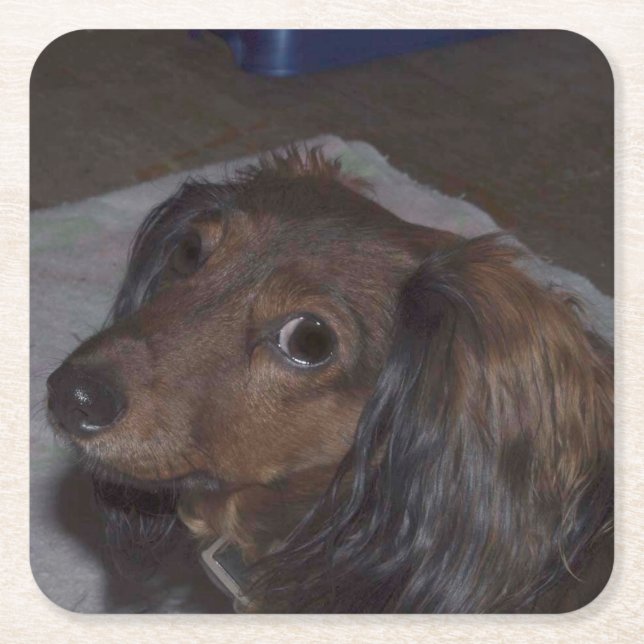 Porta-copo De Papel Quadrado Coasters De Dachshund Drink De Cabelo Longo (Frente)