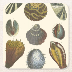 Porta-copo De Papel Quadrado Coleção de Conchologia