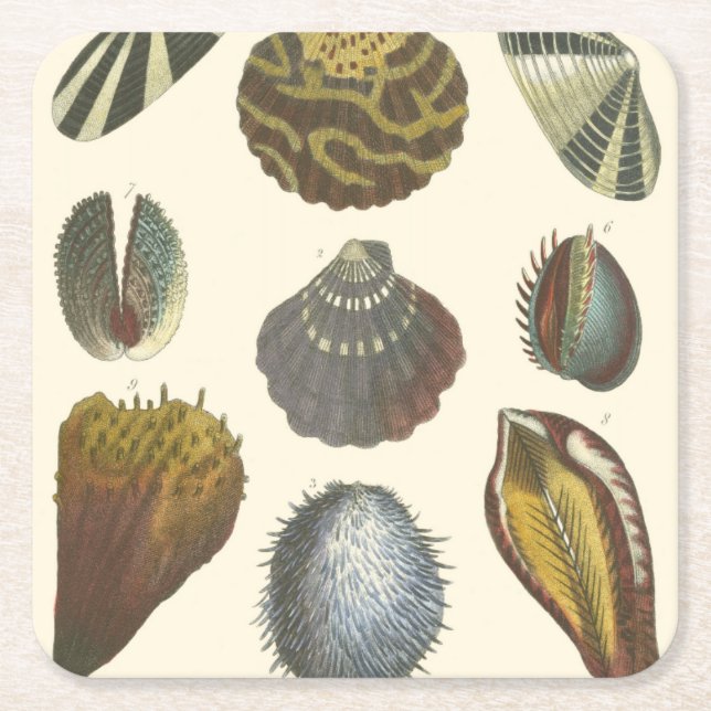 Porta-copo De Papel Quadrado Coleção de Conchologia (Frente)