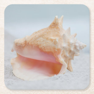 Porta-copo De Papel Quadrado Conch Shell