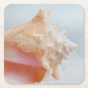 Porta-copo De Papel Quadrado Conch Shell Florida
