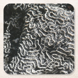 Porta-copo De Papel Quadrado Coral Preto e Branco I Foto Abstrata da Natureza