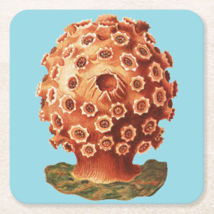 Porta-copo De Papel Quadrado Coral Vermelho Náutico Vida Marinha Ernst Haeckel