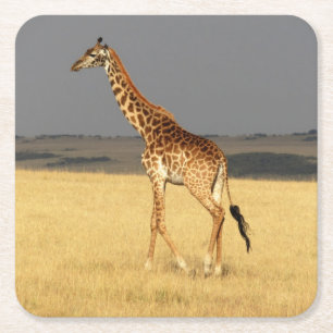 Porta-copo De Papel Quadrado Corpo de cheio da Girafa África Animais Africanos