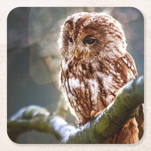 Porta-copo De Papel Quadrado Coruja (Frente)