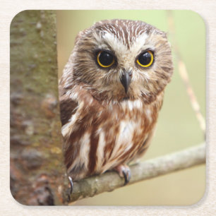 Porta-copo De Papel Quadrado Coruja pequena do bebê   Ontarios