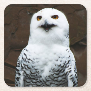 Porta-copo De Papel Quadrado Costeira de Snowy Owl