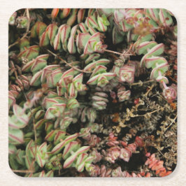 Porta-copo De Papel Quadrado Crassula perforata