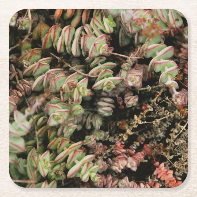 Porta-copo De Papel Quadrado Crassula perforata (Frente)