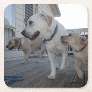 Porta-copo De Papel Quadrado Cream Color Labrador Family Love,