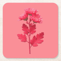 Crisântemo Rosa 