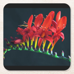Porta-copo De Papel Quadrado Crocosomia Lucifer Montbretia Floral