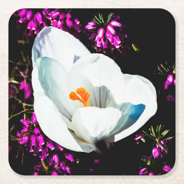 Porta-copo De Papel Quadrado Crocus Na Cama Da Flor (Frente)