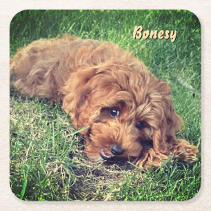 Porta-copo De Papel Quadrado Cute Golden Doodle