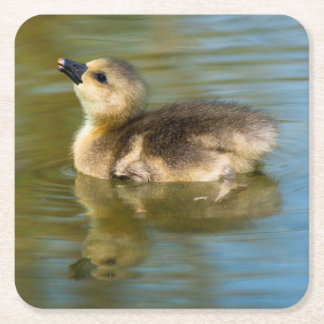 Porta-copo De Papel Quadrado Cute Gosling on pond