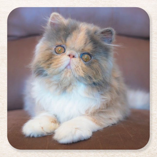 Porta-copo De Papel Quadrado Cutest Baby Animals | Calico Persian Kitten (Frente)