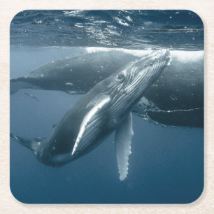 Porta-copo De Papel Quadrado Cutest Baby Animals Humpback Whale Calf